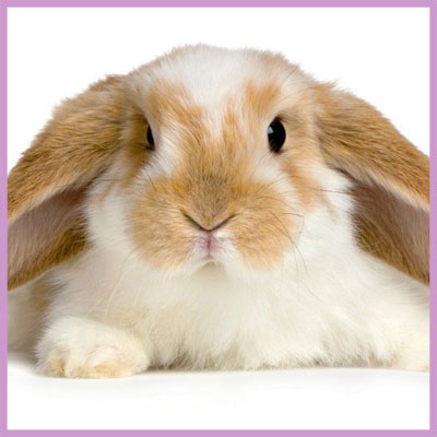 BUNSD