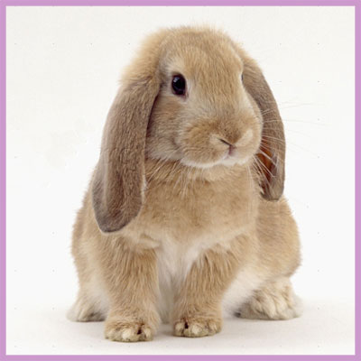 bunny 2