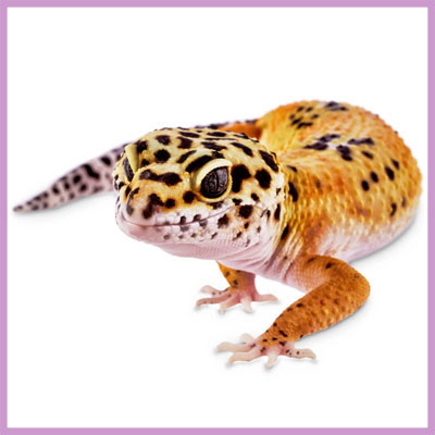 gecko