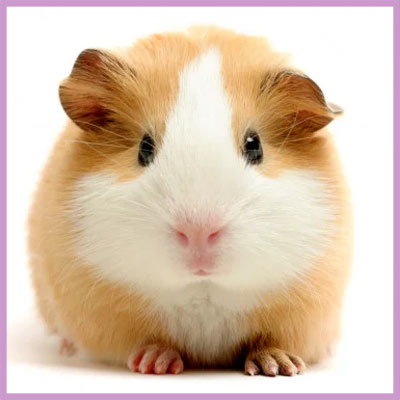 piggy
