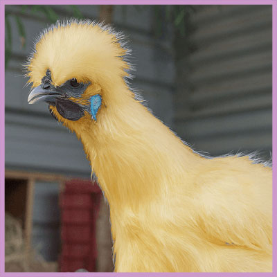 silky bird