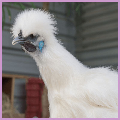 silky bird
