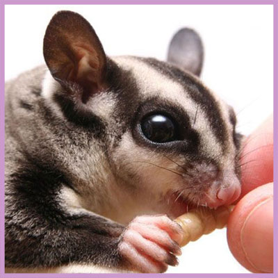 SUGAR GLIDER