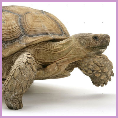 sulcata