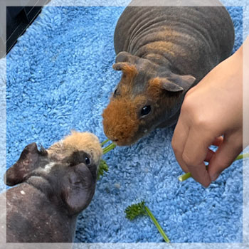 piggies