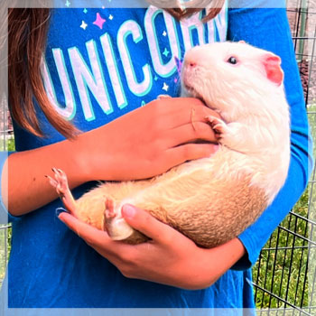 HAMPSTER
