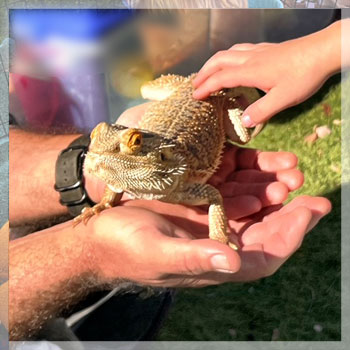 lizard