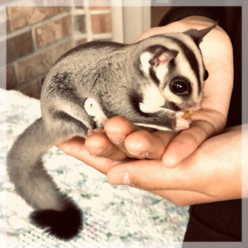 zoo