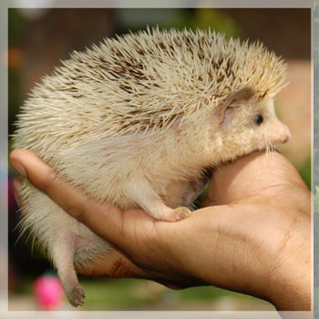 zoo