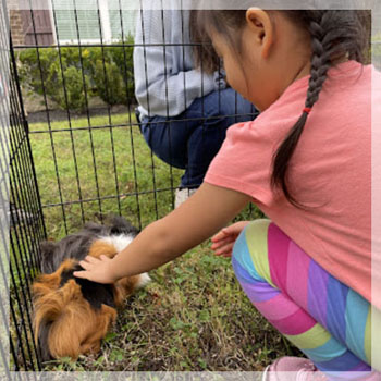 pet