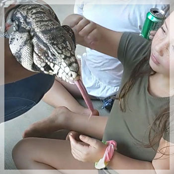 tegu